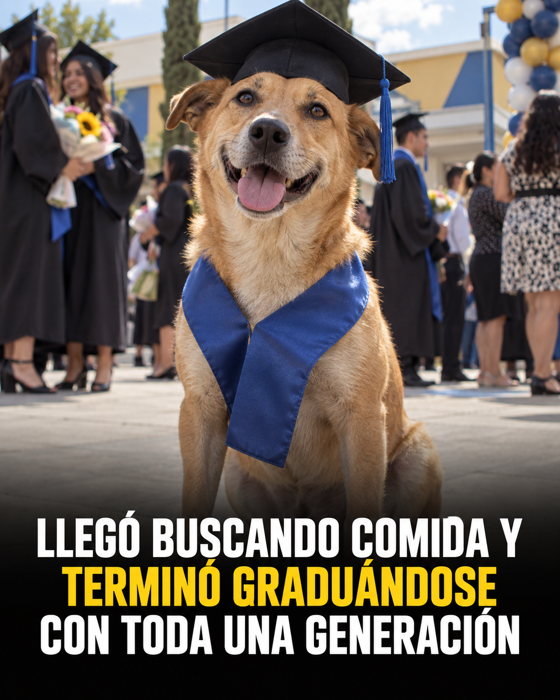 Llegó buscando comida y terminó «graduándose» con toda una generación