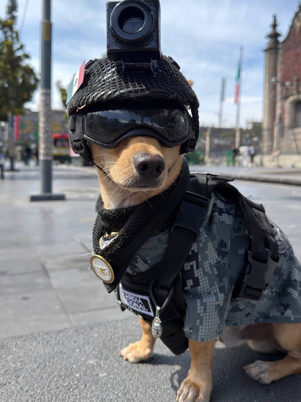 Comando Chihuahua: el pequeño perrito de la Guardia Nacional que conquistó las redes